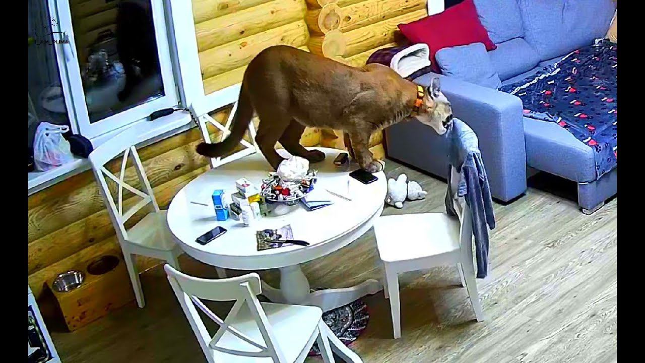 Месси - дизайнер! Как пума Месси порвал кофту!