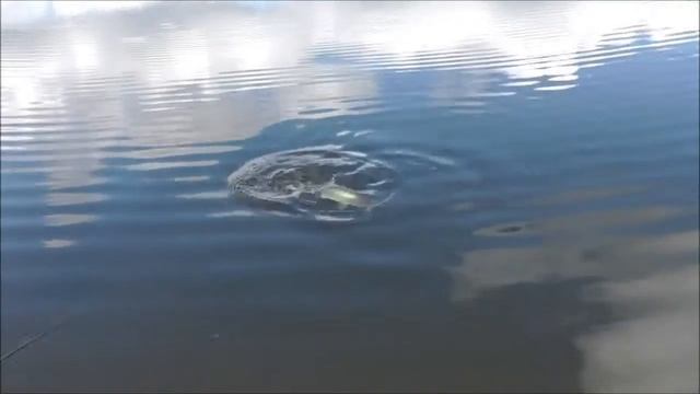 Рыбалка на платнике Метличино смотреть онлайн