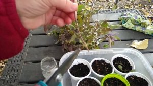 Черенкование клематиса осенью.