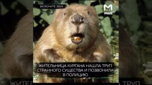 Жительница из кургана нашла мёртвого бобра