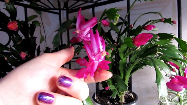 Schlumbergera 'Thor Wild' Cactus In Beautiful Pink Bloom  Thanksgiving Cactus, Christmas Cactus