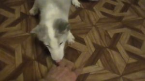 Домашний песец