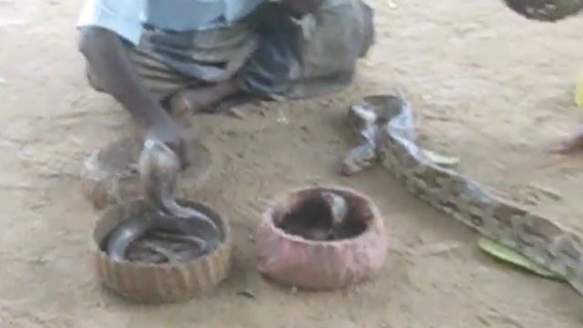 Кобра и мальчик смотреть онлайн