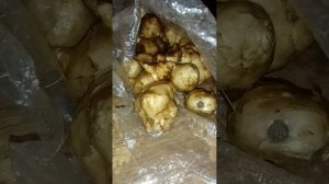 Топинамбур. Легко хранить. Как очень просто и легко сохранить топинамбур.