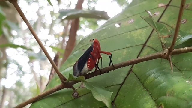 Kalidasa lanata ( Planthopper ),( Fulgoridae ) смотреть онлайн