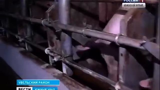 Челябинская область. Агрохолдинг ''Ариант''. Пуск Березовской свинофермы. Январь 2015