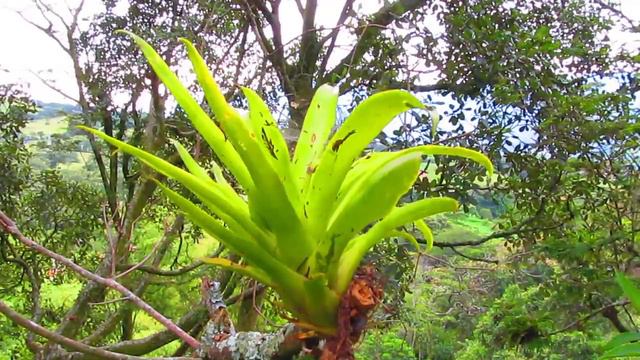 Bromelia Colombia - bromeliad Colombia смотреть онлайн