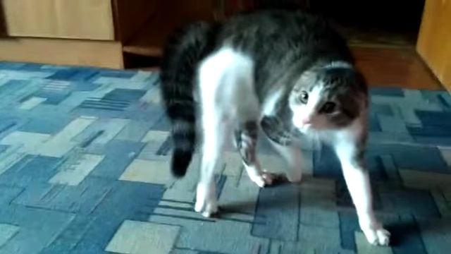 Моя сумасшедшая кошка смотреть онлайн