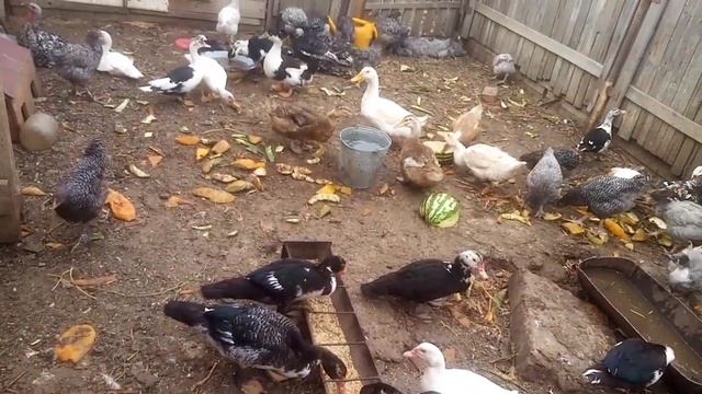 Мехеленская кукушка - 3 месяца. Процесс заливки плитки от Саши. смотреть онлайн