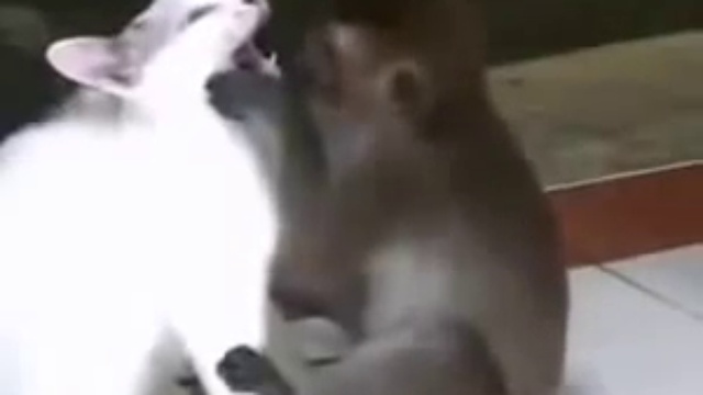 Лямур от обезьянки)))) смотреть онлайн