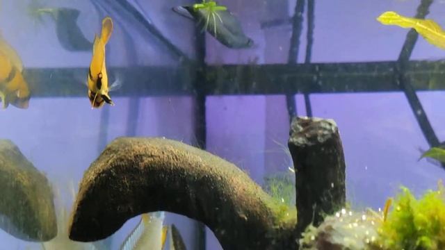 Apistogramma Panduro female wants to spawn смотреть онлайн