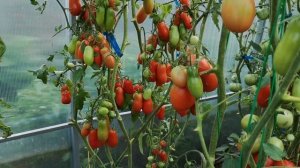 ТОМАТ"ДАМСКИЙ ПАЛЬЧИК" СУПЕР УРОЖАЙНЫЙ, ОЧЕНЬ ВКУСНЫЙ, КАЧЕСТВЕННЫЙ.