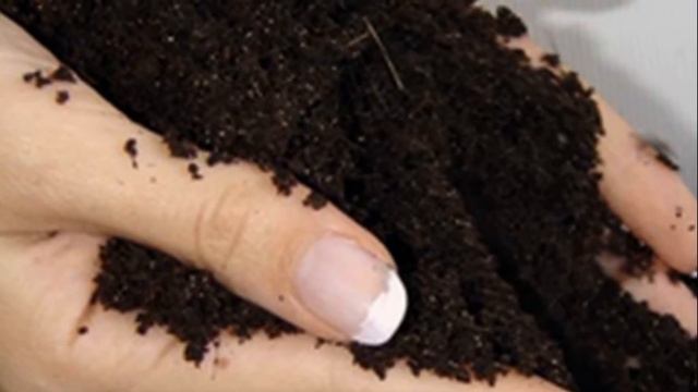 Метод посадки кабачков в открытый грунт смотреть онлайн