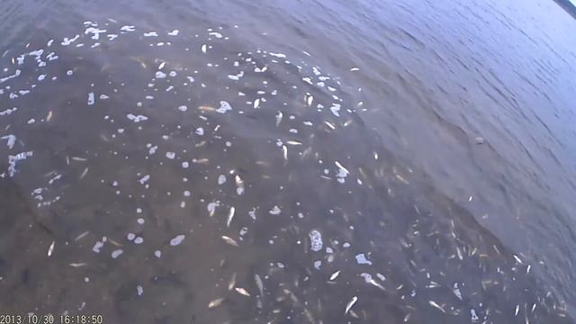 запуск зарыбка смотреть онлайн