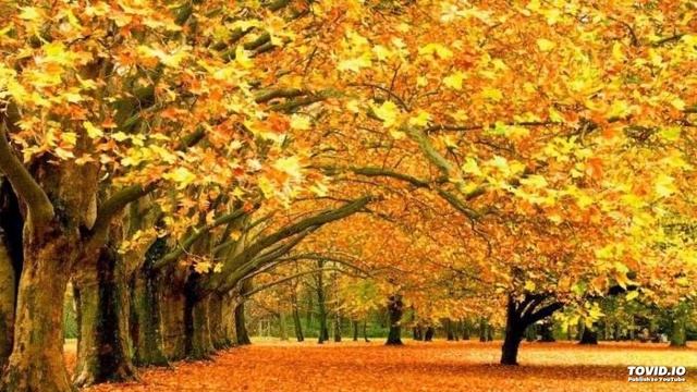 Autumn Waltz M.Bezushkevych - Осінній вальс М.Безушкевич смотреть онлайн