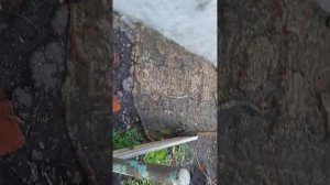 Червяки толще хрена!!