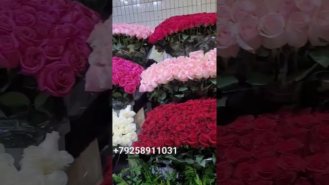 самый низкий цена обращайтесь 24/7 #топ смотреть онлайн