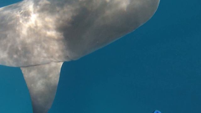 Diving with Lemon Sharks смотреть онлайн