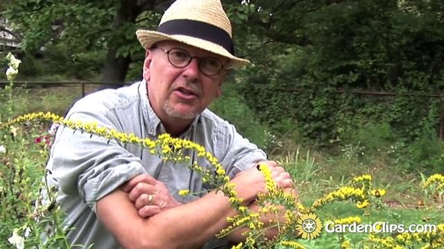 Goldenrod - Solidago Rugosa 'Fireworks' - How To Grow Goldenrod - A Weed Thats Gaining In Popularit
