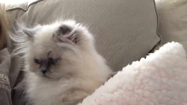 Persian kittens for sale. смотреть онлайн
