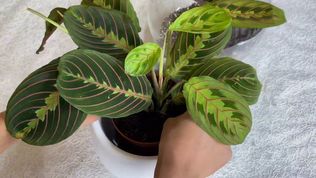 Proper transplantation of maranta/Правильная пересадка маранты/Жебені дұрыс трансплантациялау смотреть онлайн