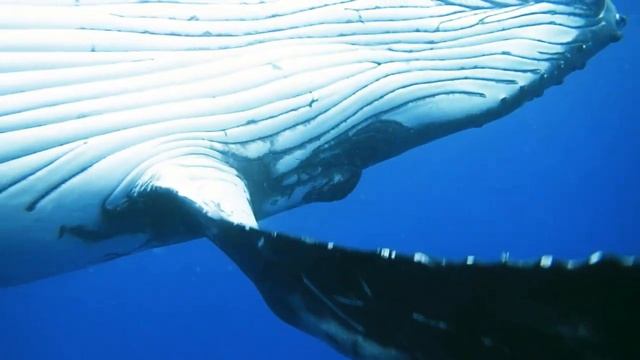 Ocean Colors 4K - The Amazing Underwater World Of The Red Sea - Relaxing Music смотреть онлайн