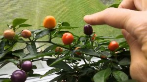 Острый перец Мексиканец. Второй год жизни на подоконнике.