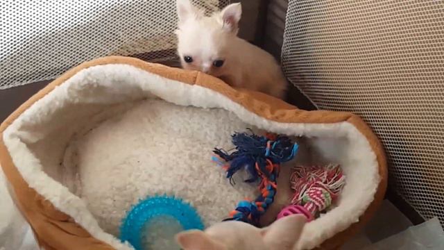 Apple head Chihuahua Puppies For Sale in Southern California смотреть онлайн