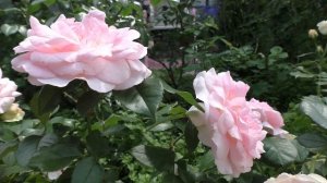 Роза Курфюрстин Софи.