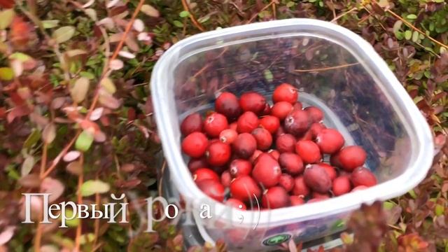 ❣️Клюква «Пилигрим» . Первый Урожай ❣️