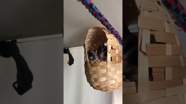 Сахарный поссум кушает авокадо смотреть онлайн