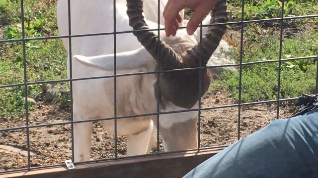 Animal Adventures with Jordan: Addax Antelope смотреть онлайн