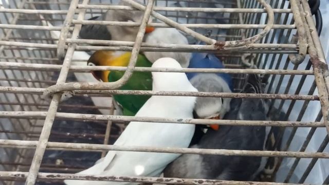korangi birds market 2022 latest price update URDU/HINDI смотреть онлайн
