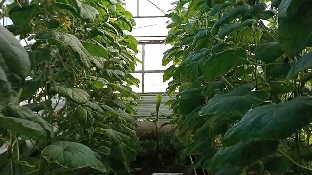 Огурцы 4 апреля 2021 год. смотреть онлайн