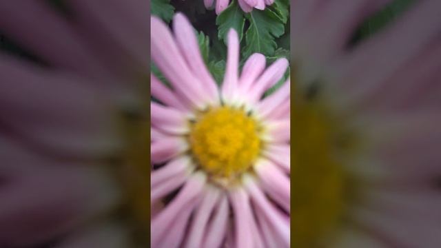 осень во всей красе ??? смотреть онлайн