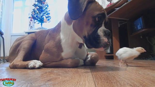 Собака нянчится с птенцами смотреть онлайн