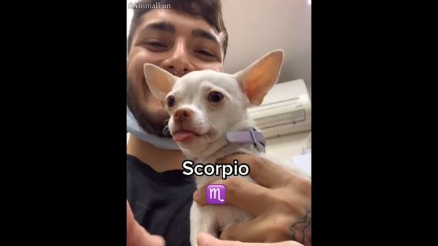Mreviatar Funny Tiktok Compilations ( Angry Chihuahua ) смотреть онлайн