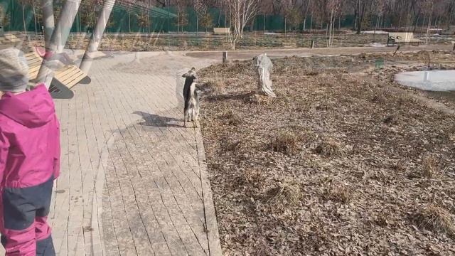 Ботанический сад Алматы. Встречаем весну. Прогулка 27.02.2022. смотреть онлайн