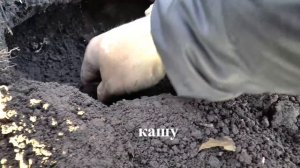 Как поймать крота - самый эффективный способ How to catch a mole