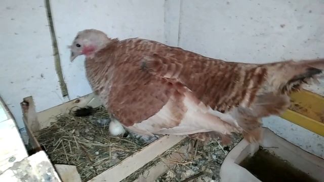 Индюшка высиживает гусиные яйца. смотреть онлайн