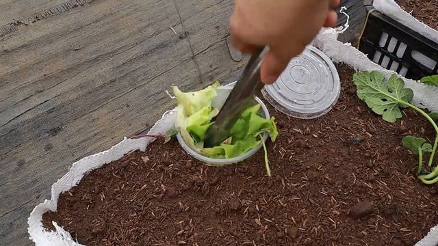 Growing watermelon at home is easy, big and sweet if you know this method смотреть онлайн