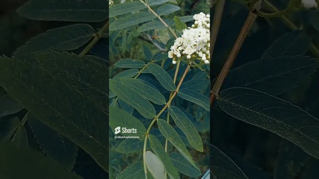 Как цветёт рябина смотреть онлайн