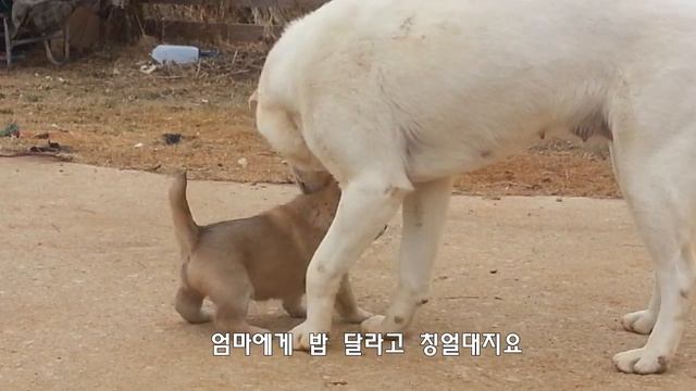 [51] 호랑이도 잡는다는 풍산개와 공처가 진돗개 금동이 (개싸움)에피소드/A dog fight of Jindo Dog & Pungsan Dog #람사르 고창갯벌바다 смотреть онлайн