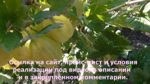 КАРЕЛЕСС.  Крупноплодный сорт крыжовника с желтой ягодой. / Коллекция Светланы Татур.