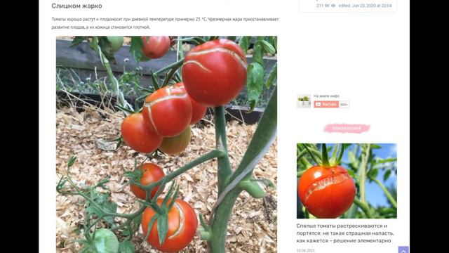 Спелые томаты растрескиваются и портятся: не так страшно, как кажется – решение элементарно смотреть онлайн