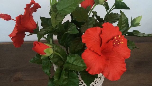 Китайская роза (Гибискус) - уход и выращивание из семян смотреть онлайн