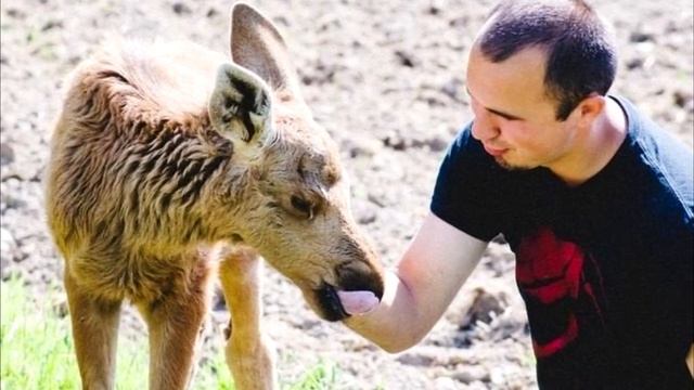 Мужчина выпускает лосиху в дикую природу, а затем она возвращается с неожиданным сюрпризом! смотреть онлайн