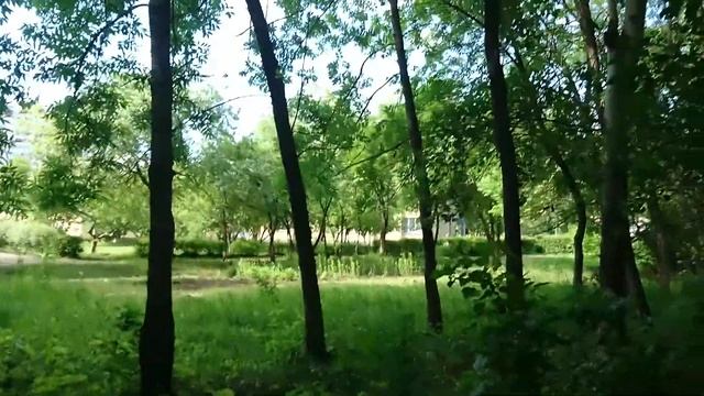 Галдение галок слетки птенцы галка смотреть онлайн