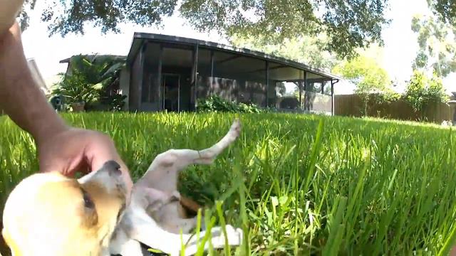 Adopted dog, a Jack Russell Chihuahua (Jack-Chi) after adjusting to his first week in a new home смотреть онлайн
