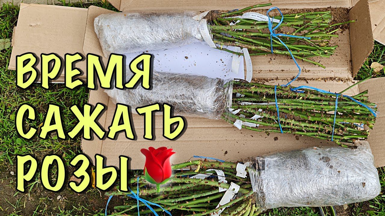 ВРЕМЯ САЖАТЬ РОЗЫ! Поторопитесь, БЫСТРЕЕ ПРИЖИВУТСЯ! Посадка роз ОСЕНЬЮ! смотреть онлайн
